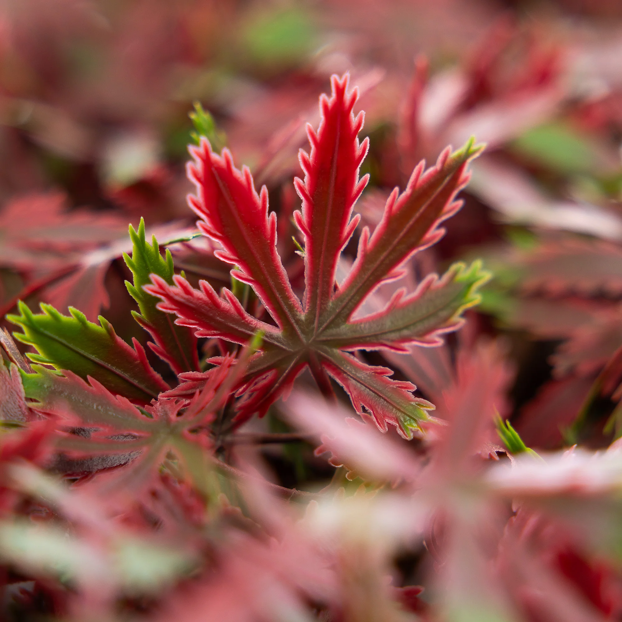 Artificial Red Acer Trellis – 2m x 1m - Image 2